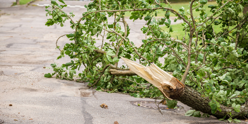 hire us for debris removal
